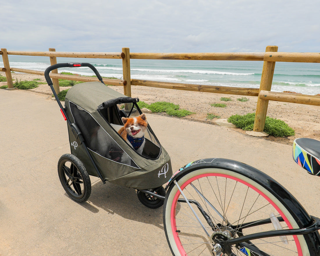 Hot Temps, Happy Tails: Your Guide to Summer Pet Safety