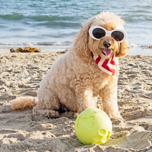5 Reasons Why Dog Treat Toys Are MUST HAVES!