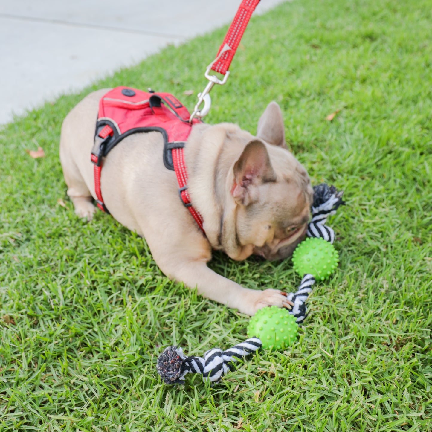 Durable Rope and Chew Dog Toy