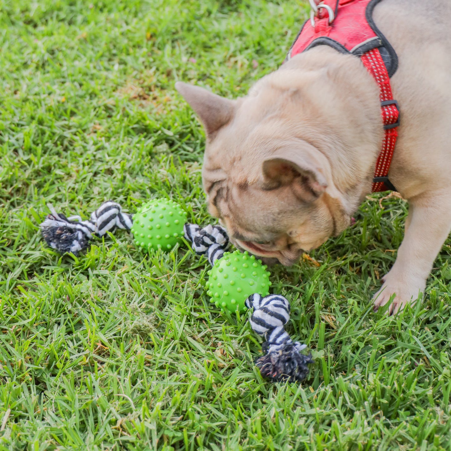 Durable Rope and Chew Dog Toy