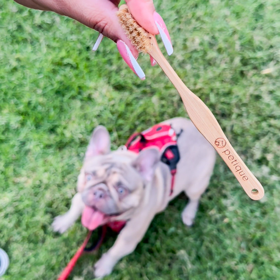 frenchie bamboo pet toothbrush sustainable