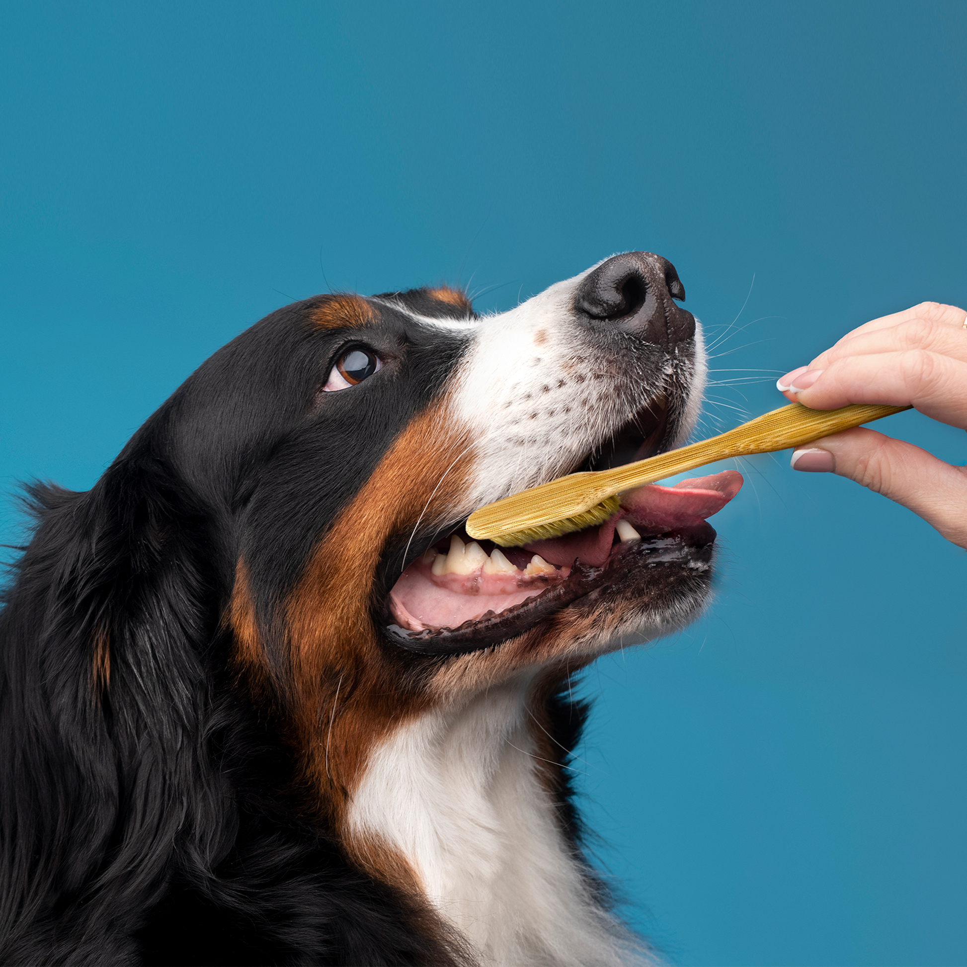 bamboo pet toothbrush large dogs