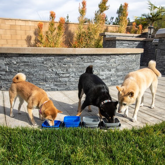 Portabowl Water and Food Bowl