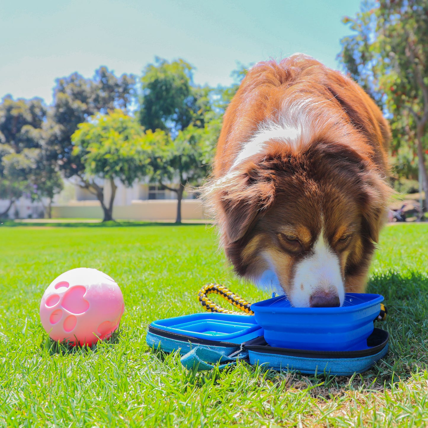 Portabowl Water and Food Bowl