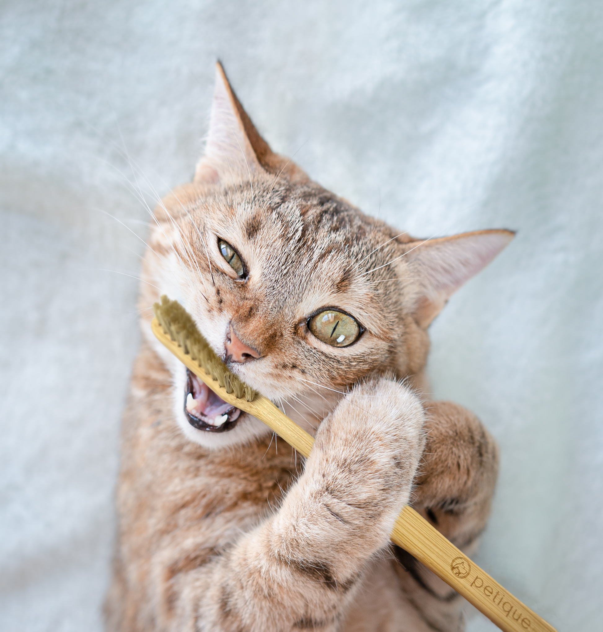 pet toothbrush for cats