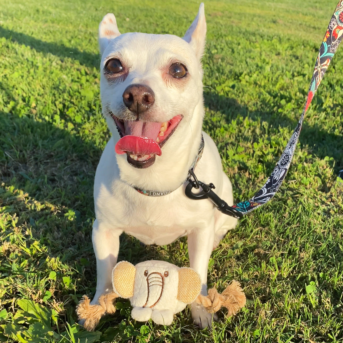 Mini Hemp Chunky Monkey and Elephant Dog Toys: Fun Squeaker & Hemp Rope, Stimulates Mentally & Physically, Cute Block Head with Squeaker, Tough Hemp for Chewing & Fetching, Non-Toxic, Cleans Teeth, for Pets
