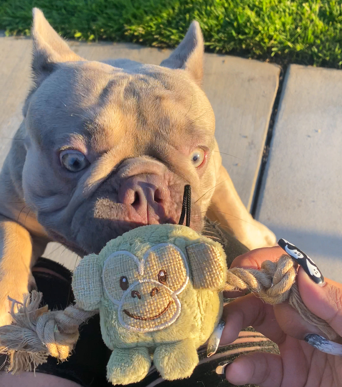 Mini Hemp Chunky Monkey and Elephant Dog Toys: Fun Squeaker & Hemp Rope, Stimulates Mentally & Physically, Cute Block Head with Squeaker, Tough Hemp for Chewing & Fetching, Non-Toxic, Cleans Teeth, for Pets