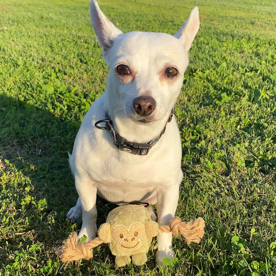 Mini Hemp Chunky Monkey and Elephant Dog Toys: Fun Squeaker & Hemp Rope, Stimulates Mentally & Physically, Cute Block Head with Squeaker, Tough Hemp for Chewing & Fetching, Non-Toxic, Cleans Teeth, for Pets