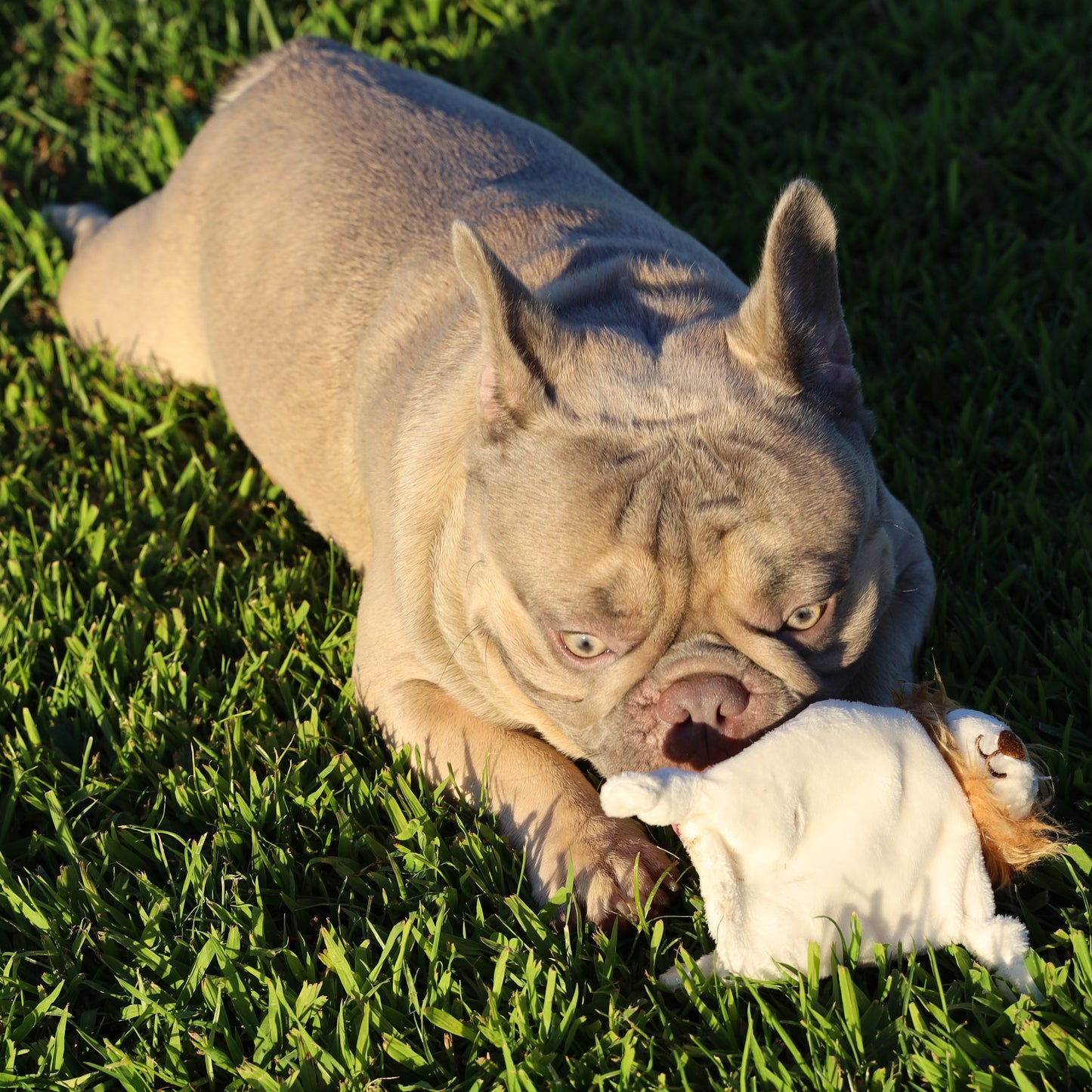 Mini Flying Hemp Monkey and Lion Dog Toys: Fun Squeaker & Crinkle Material, Engages Pets for Chewing, Playing & Fetching, Non-Toxic, Variety of Textures, CE Certified, for Pets