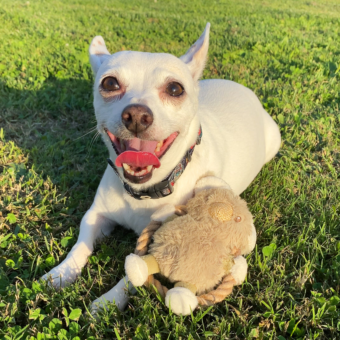 Mini Hula Hemp Koala and Bunny Twist Dog Toys