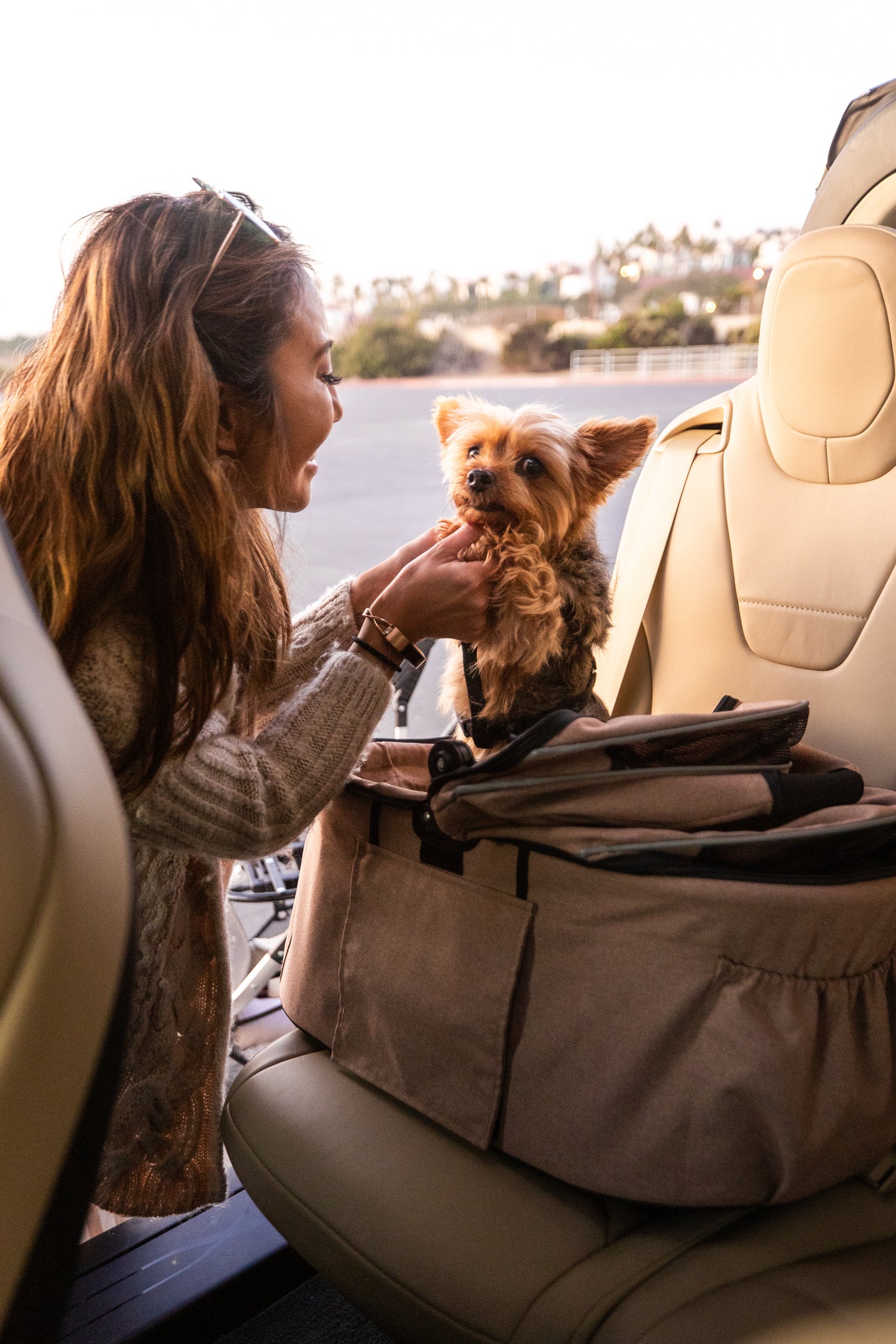 dog in a car seat
