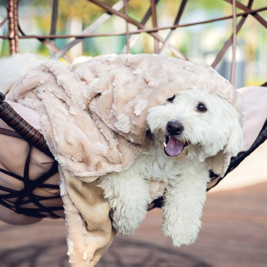 cute dog blanket