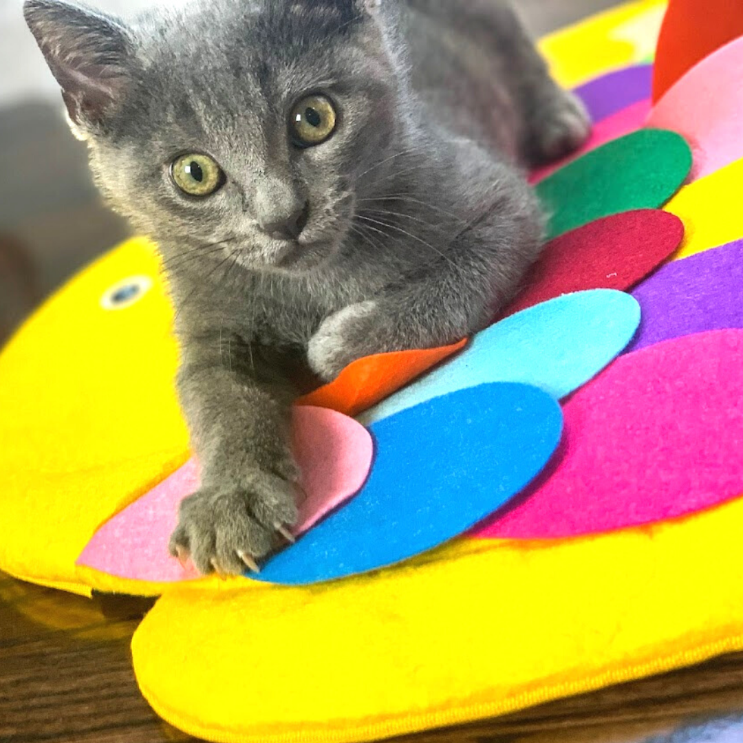 Foraging Mats as Cat Enrichment