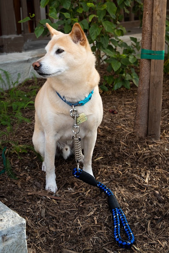 Pet Leash