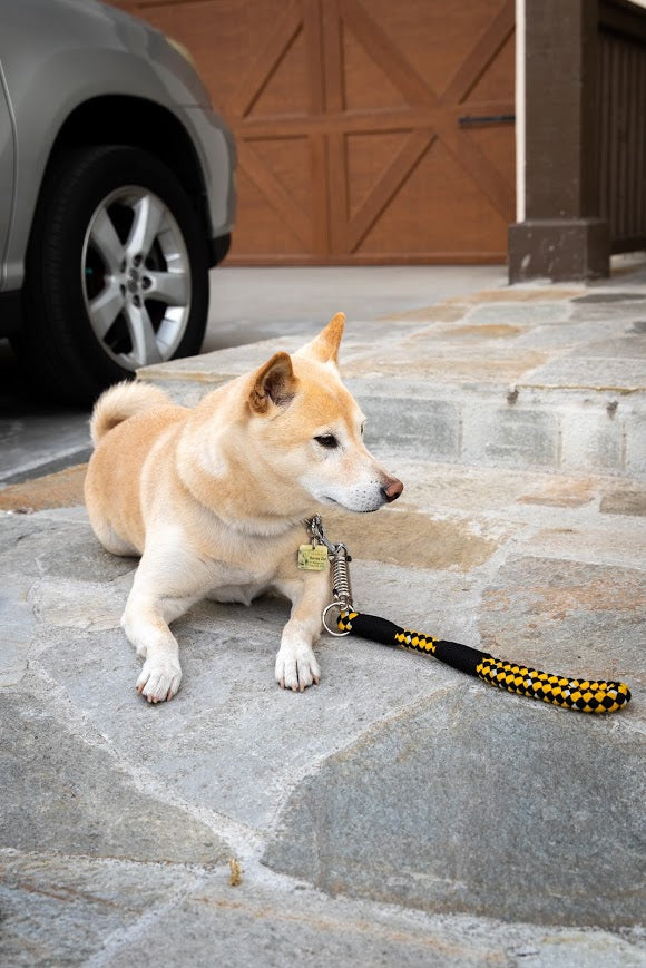 Pet Leash