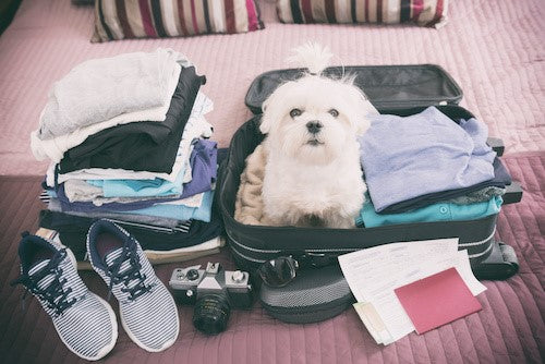 Traveling with Your Pet