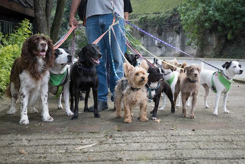 Benefits of Walking Your Dog Daily