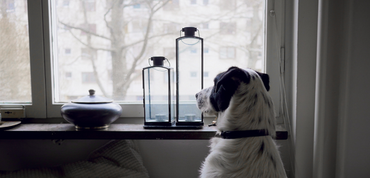 Entertain Your Dogs While Quarantined