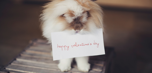 4 Ways to Spend Valentine’s Day with Your Pets