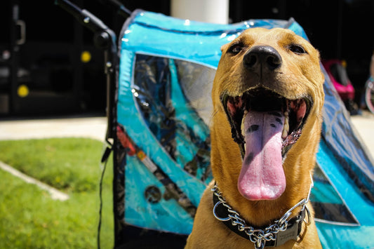 7 Reasons Why Dogs (and Cats) Need Pet Joggers