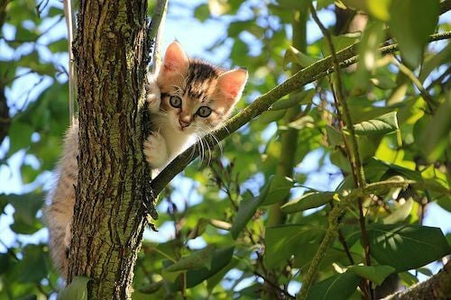 So, You Got a New Kitten?