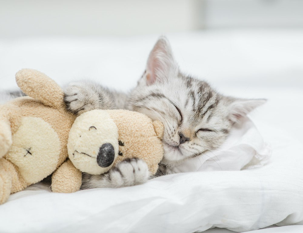 Why Choosing the Right Cat Bed is Important to Your Cat's Health