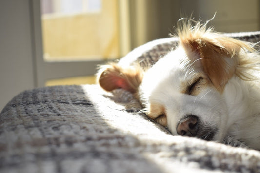 How to Get a Good Sleep With Your Dog