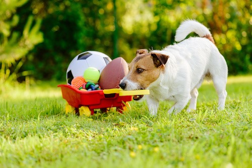 Pet-Related Resolutions: Organization