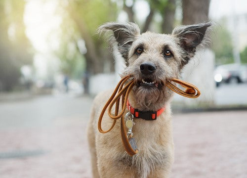 Three Valuable Dog Training Tips