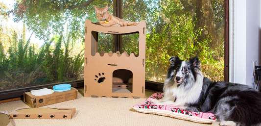 5 Ways to Be a More Eco-Friendly Pet Owner