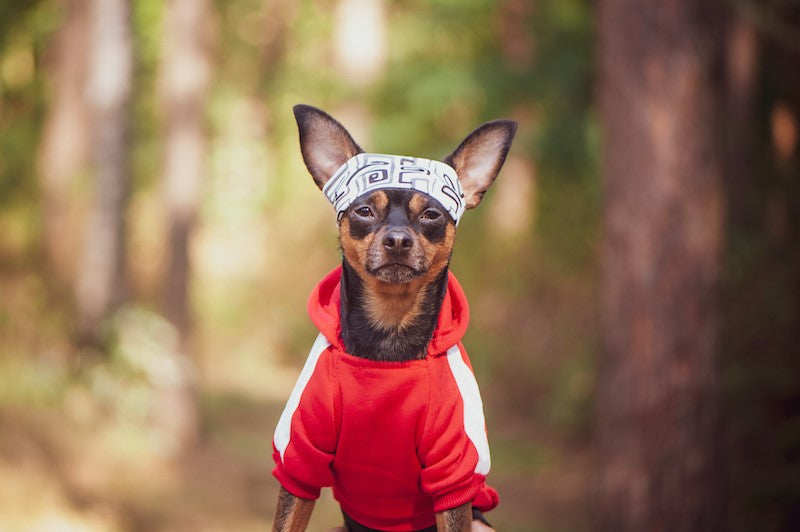 Pet-Related Resolutions: Exercise