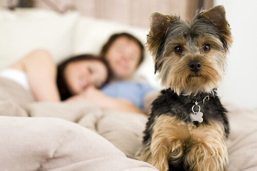 How to Cure Your Dog’s Sleeping Problems