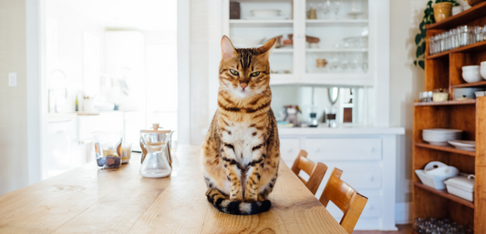 Biggest Stressor for Cats During Quarantine