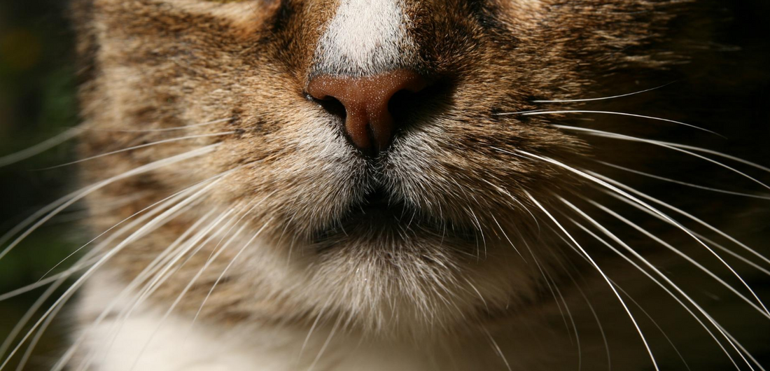 Why Do Cats Have Whiskers?
