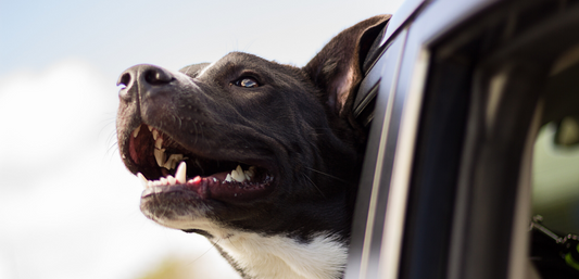 Your Ultimate Road Trip Guide for You and Your Dog