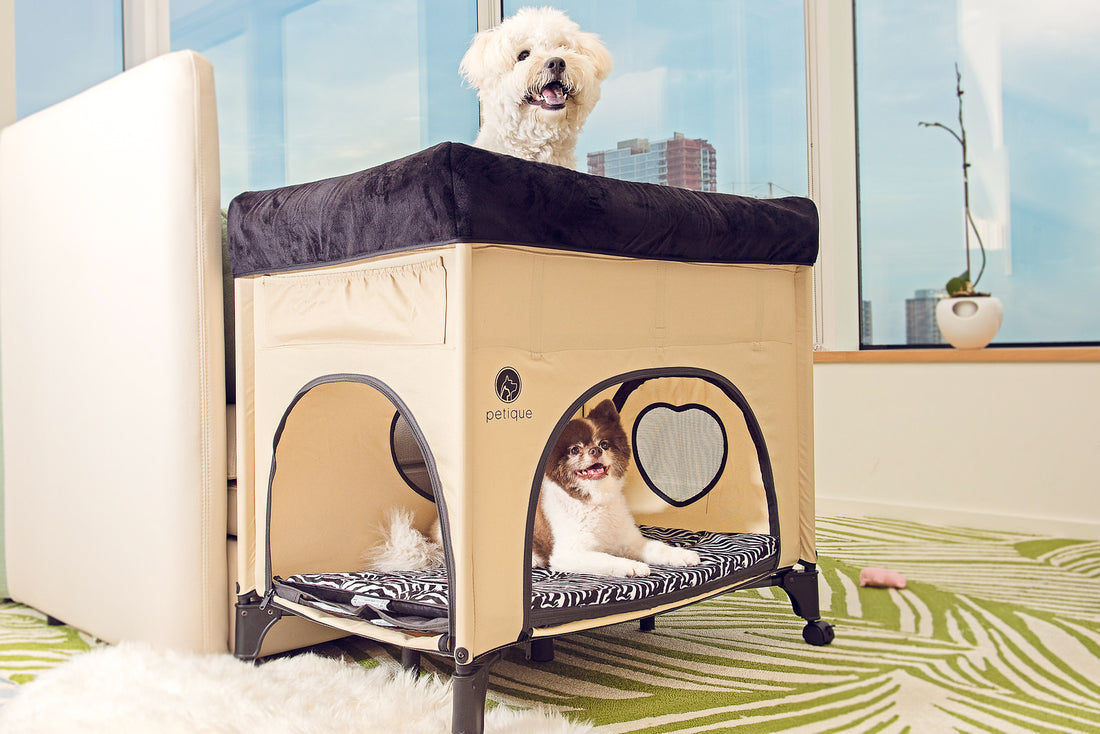 Bedside Lounge - A BUNK BED for Pets?!