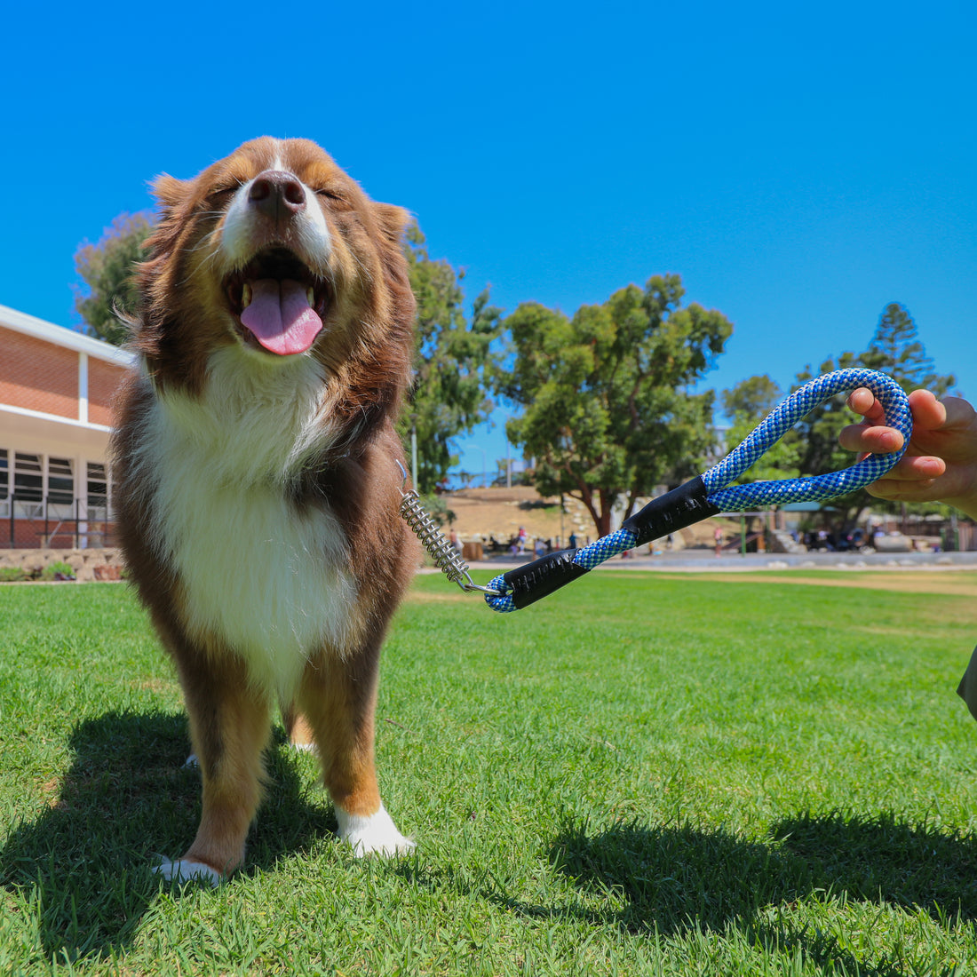 Keeping Your Furry Friends Cool: A Guide to Summer Pet Care with Petique