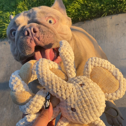 frenchie with hemp elephant dog toy in mouth