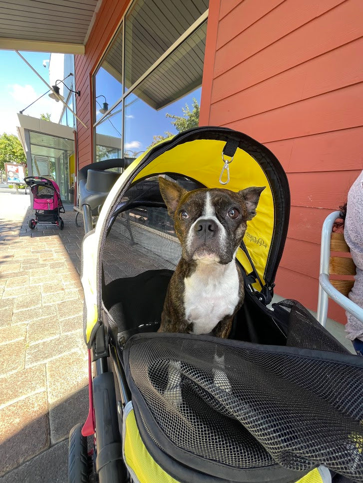 7 Tips on How to Make Your Dog and Cat Feel Comfortable in Their Pet Stroller