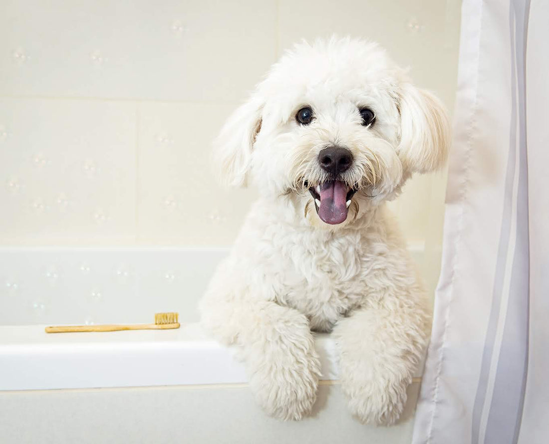 Brushing Your Dog’s Teeth and Why It Is Important
