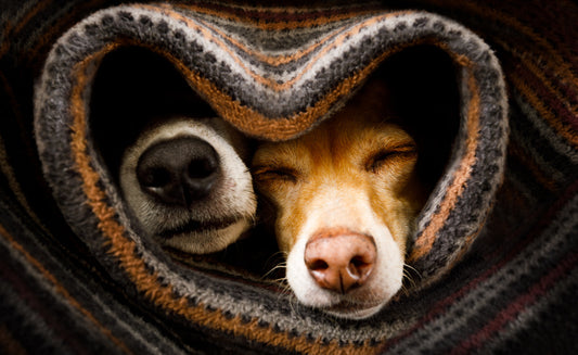 Doggone Noses