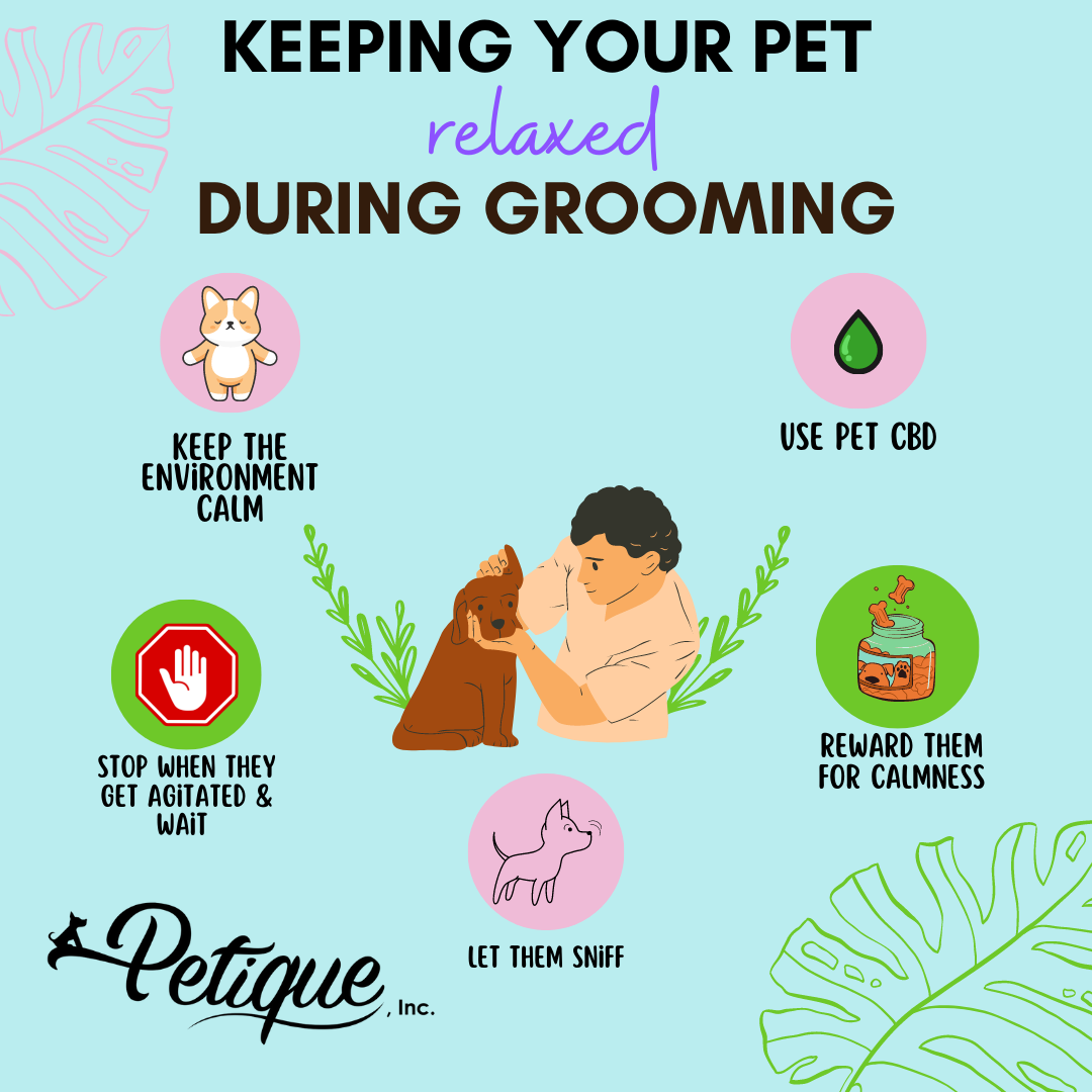 5 Proven Ways To Keep Your Pet Relaxed During Grooming – Petique, Inc. - Reducing Pet Stress During Grooming Sessions