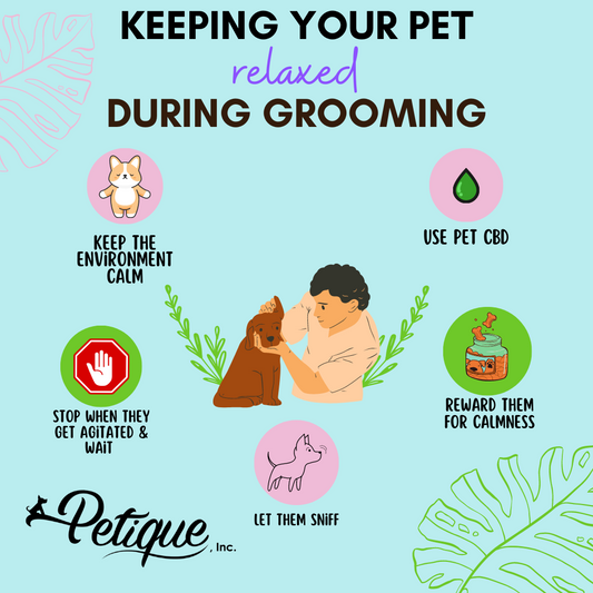 5 Proven Ways To Keep Your Pet Relaxed During Grooming