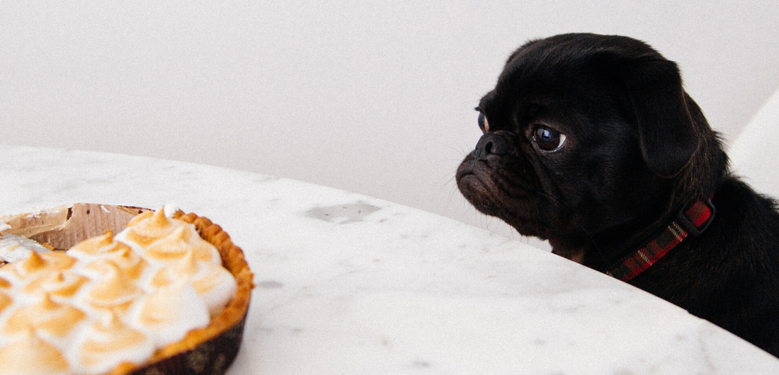 5 Thanksgiving Foods Dangerous to Dogs