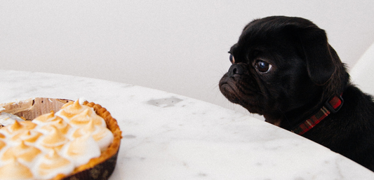 5 Thanksgiving Foods Dangerous to Dogs