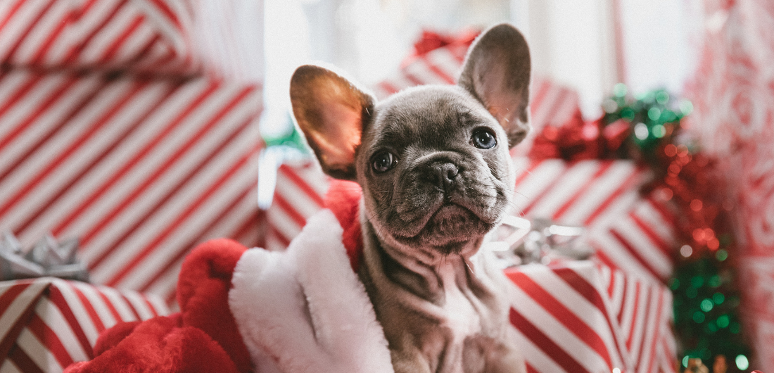 Top 6 Most Wanted Holiday Gifts for Dog Lovers