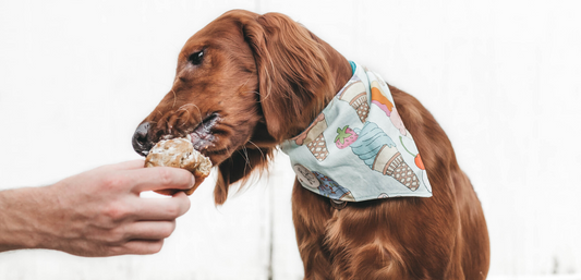 Dangerous Foods Dogs Can and Can’t Eat