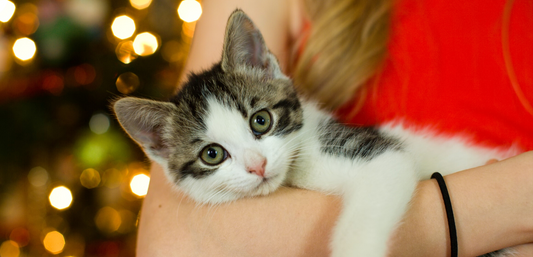 Top 5 Unique Holiday Gift Ideas for Cat Lovers