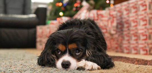 Emergency Free Holiday Pet Safety Tips