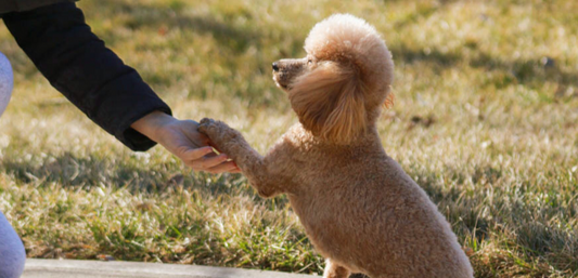 Top 5 Basic Commands You Can Teach Any Dog
